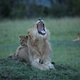 Caption: A pride of lions relaxes at dusk in Kenya’s Maasai Mara National Reserve. Credit: Robert Pringle